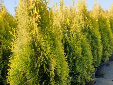 Thuja occidentalis Golden Smaragd  / Lebensbaum Golden Smaragd ®