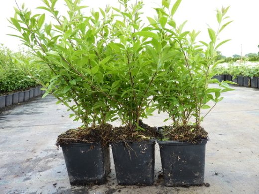 Zwerg-Liguster Ligustrum vulgare Lodense, im Container