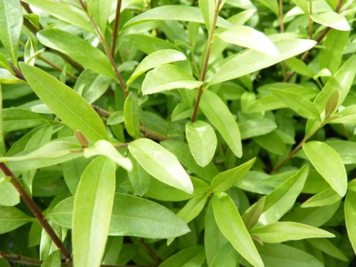 Zwerg-Liguster Ligustrum vulgare Lodense, im Container