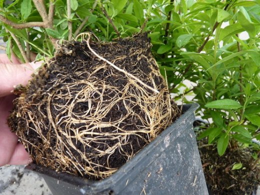 Zwerg-Liguster Ligustrum vulgare Lodense, im Container