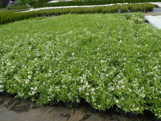 Deutzia gracilis, Maiblumenstrauch, 20-30cm