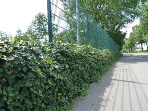 Hedera Helix/Efeu, gestäbt, 100-125 im 3L Container