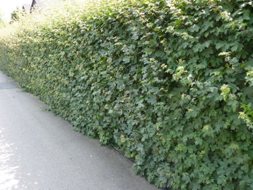 Feldahorn, Ahorn (Acer campestre) im Container, 50-80cm