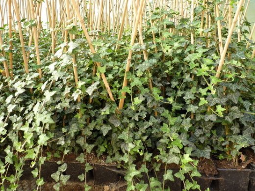 Hedera Helix/Efeu, gestäbt, 60-80 cm groß