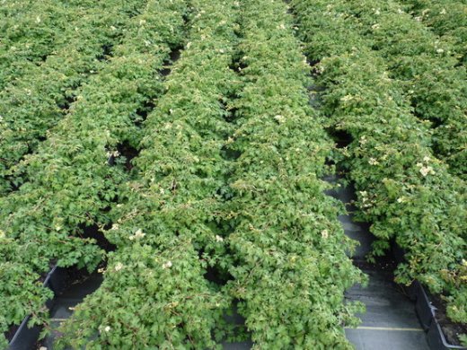 Zwerg-Kranzspiere Stephanandra incisa Crispa mit Topfballen