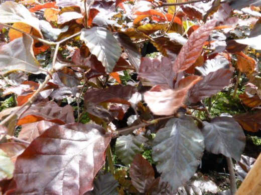Blutbuche, Fagus sylvatica purpurea, Freilandware