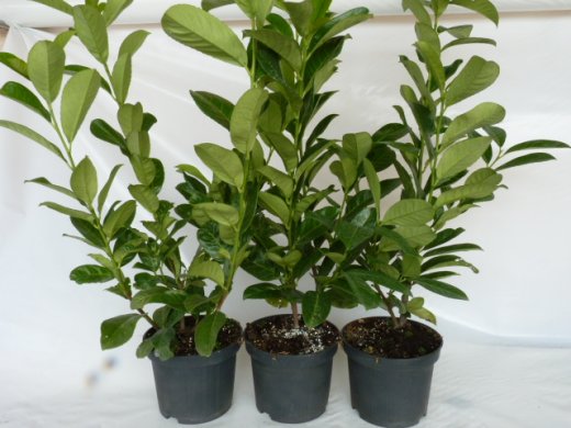 Kirschlorbeer Diana (Prunus laurocerasus Diana), 100-125cm, Container