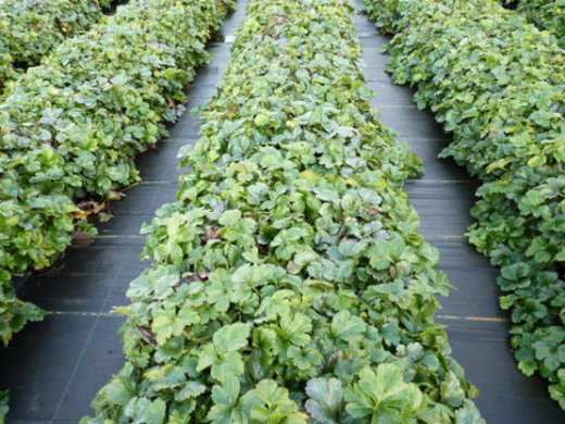 Waldsteinia ternata (Golderdbeere)