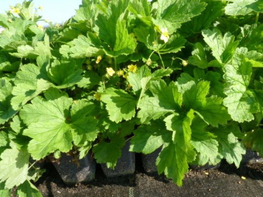 Waldsteinia ternata (Golderdbeere)