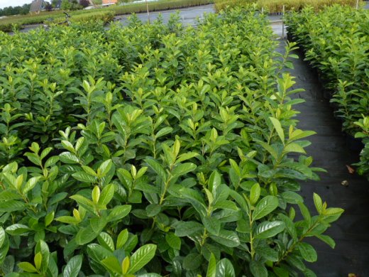 Kirschlorbeer Novita (Prunus laurocerasus) im Container, 20-40cm