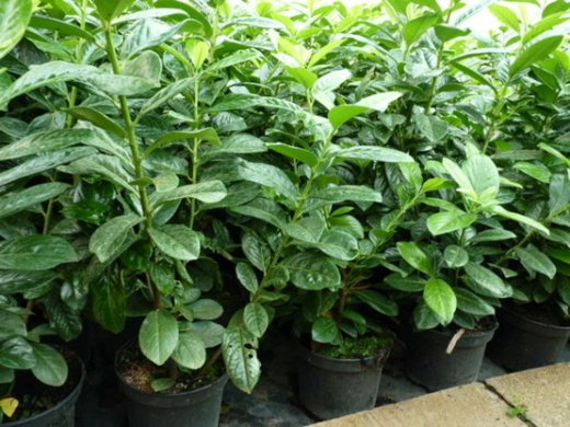 Kirschlorbeer Novita (Prunus laurocerasus) im 7,5L Container, 125-150cm