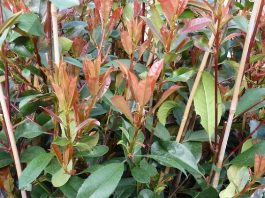 Rote Glanzmispel (Photinia Red Robin) im 3L Container, 100-125 cm