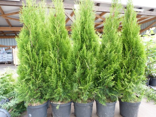 1 Meter Fertighecke+1J aus Thuja smaragd (Lebensbaum, Thuja occ. smaragd)