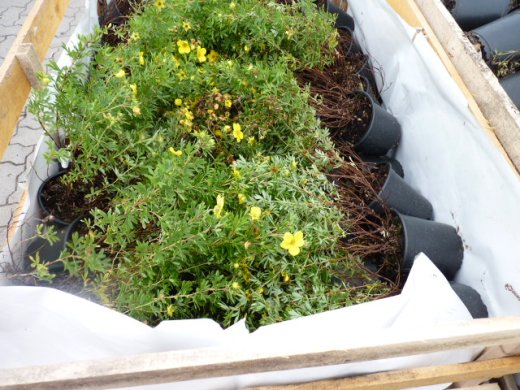 Gelber Fünffingerstrauch, Potentilla fruticosa Kobold, 15-30cm, Topfpflanze