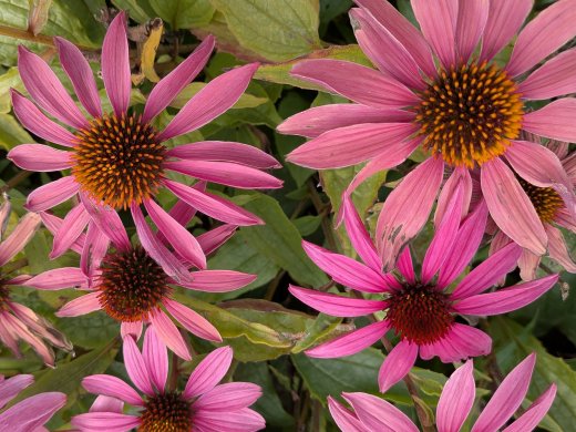 Purpursonnenhut Magnus (Echinacea purpurea Magnus) im P9 (0,5L) Topf