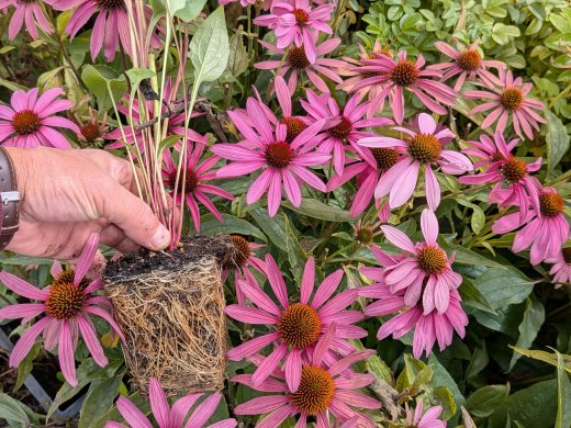 Purpursonnenhut Magnus (Echinacea purpurea Magnus) im P9 (0,5L) Topf