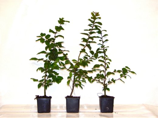 Hainbuche, Weißbuche (Carpinus betulus) im Container, 30-50cm