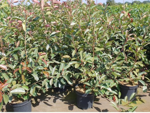 Rote Glanzmispel (Photinia Red Robin) im 3L Container, 100-125 cm
