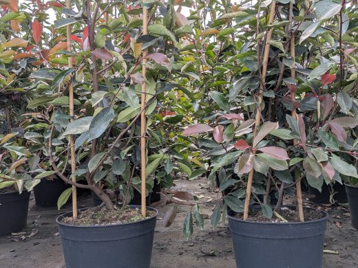 Rote Glanzmispel (Photinia Red Robin) im 15L Container, 175-200 cm
