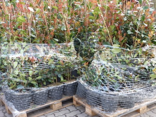 Rote Glanzmispel (Photinia Red Robin) im 3L Container, 40-60 cm