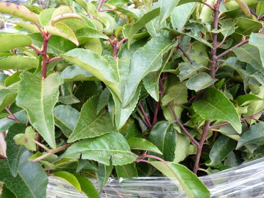 Portugiesischer Kirschlorbeer (Prunus lusitanica Angustifolia), 125-150 cm
