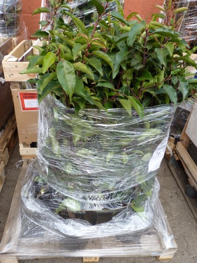 Portugiesischer Kirschlorbeer (Prunus lusitanica Angustifolia) im 3L Container, 80-100cm