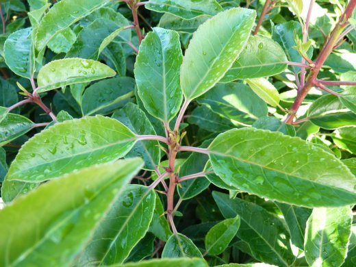 Portugiesischer Kirschlorbeer (Prunus lusitanica Angustifolia) im 3L Container, 80-100cm