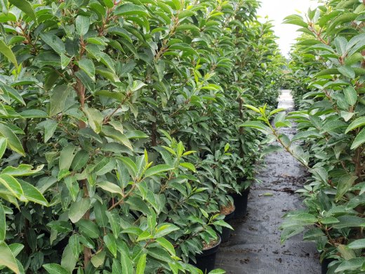 Portugiesischer Kirschlorbeer (Prunus lusitanica Angustifolia) im 3L Container, 80-100cm