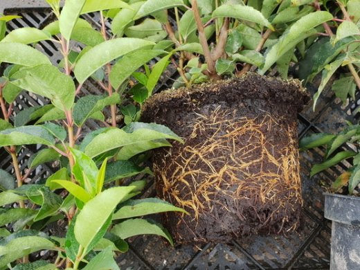 Portugiesischer Kirschlorbeer, Pr. Lusitanica Angustifolia im 1l Container, 20-40 cm