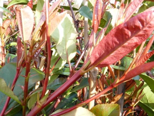 Rote Glanzmispel (Photinia Red Robin) im 3L Container, 40-60 cm