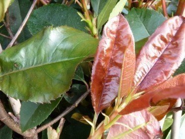 Rote Glanzmispel (Photinia Red Robin) im 3L Container, 60-100 cm
