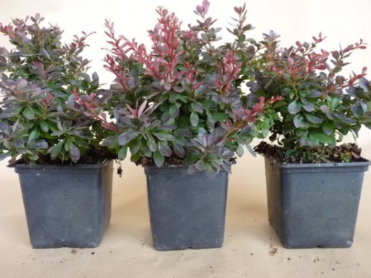 Rote Blutberberitze (Berberis thunbergii Atropurpurea Nana) 20-25 cm, im 1L Container