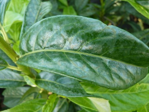 Säulen-Kirschlorbeer Genolia (Prunus laurocerasus Genolia) im 3L Container, 40-60cm