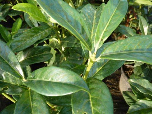 Säulen-Kirschlorbeer Genolia (Prunus laurocerasus Genolia) im 7,5L Container, 100-125cm