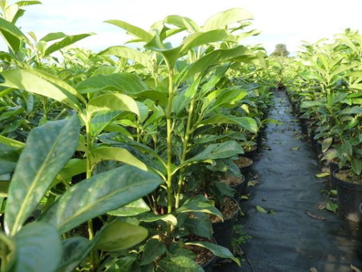 Säulen-Kirschlorbeer Genolia (Prunus laurocerasus Genolia) im 3L Container, 40-60cm