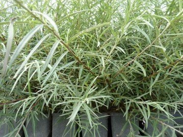 Salix rosmarinifolia (Rosmarinweide), 50-80 cm groß im 1L Container