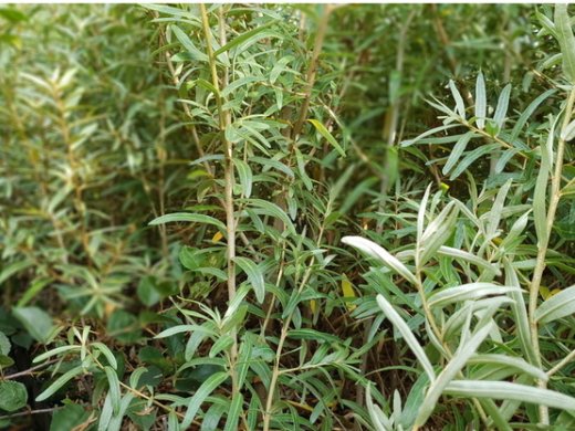 Sanddorn, Hippophae rhamnoides, 50-80 cm groß im 1L Container