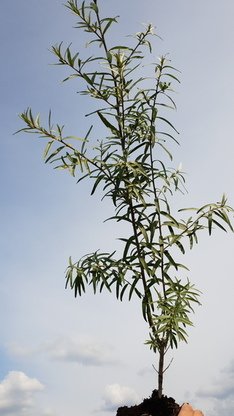 Sanddorn, Hippophae rhamnoides, 50-80 cm groß im 1L Container