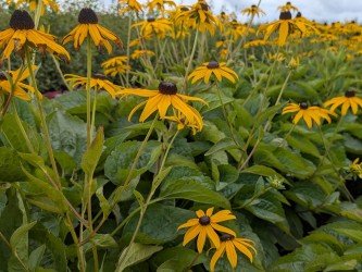 Garten-Sonnenhut Goldsturm - Rudbeckia fulgida