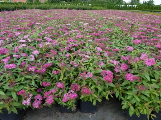 Rote Sommerspiere (Spiraea bumalda Anthony Waterer), 15-30 cm, Topfpflanze