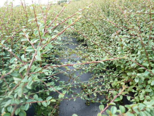 Kriechmispel Cotoneaster dammeri Coral beauty, Topfballen, 30-40 cm