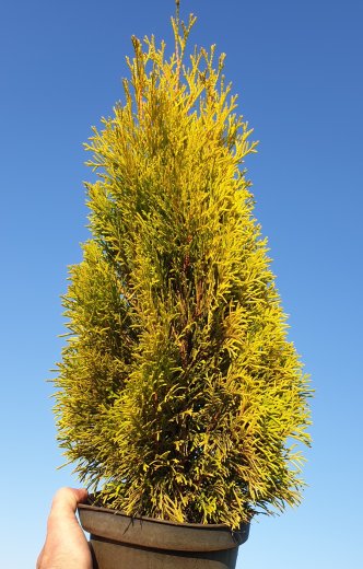 Thuja occidentalis Golden Smaragd / Lebensbaum Golden Smaragd ®