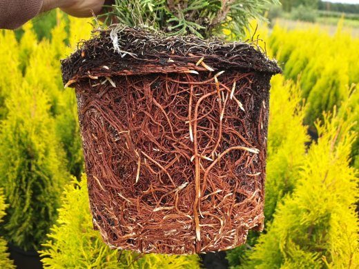 Thuja occidentalis Golden Smaragd / Lebensbaum Golden Smaragd ®