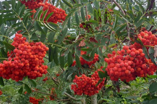 Vogelbeere (Eberesche), Sorbus aucuparia, im Topf
