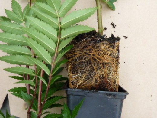 Vogelbeere (Eberesche), Sorbus aucuparia, im Topf