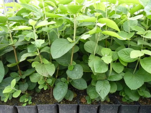 Wolliger Schneeball, Viburnum lantana, im Container, 50-80cm