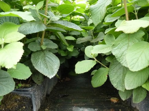 Wolliger Schneeball, Viburnum lantana, im Container, 50-80cm