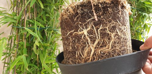 Bambus Fargesia nitida Black Pearl im Container