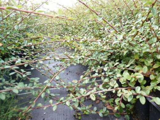 Kriechmispel Cotoneaster dammeri Coral beauty, Topfballen, 30-40 cm