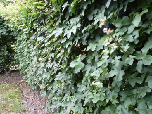 Acer campestre/Feldahorn, Wurzelware, 80 cm bis 125 cm Acer campestre/Feldahorn, Wurzelware, 80 cm bis 125 cm